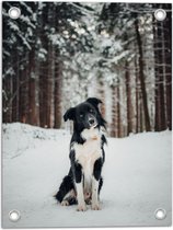 Tuinposter – Poserende Bordercollie hond in Besneeuwd Bos - 30x40 cm Foto op Tuinposter (wanddecoratie voor buiten en binnen)