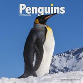 Pinguin Kalender 2020