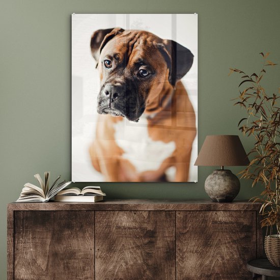 Un Boxer air triste Plexiglas 60x80 cm - Tirage photo sur Glas (décoration murale plexiglas)