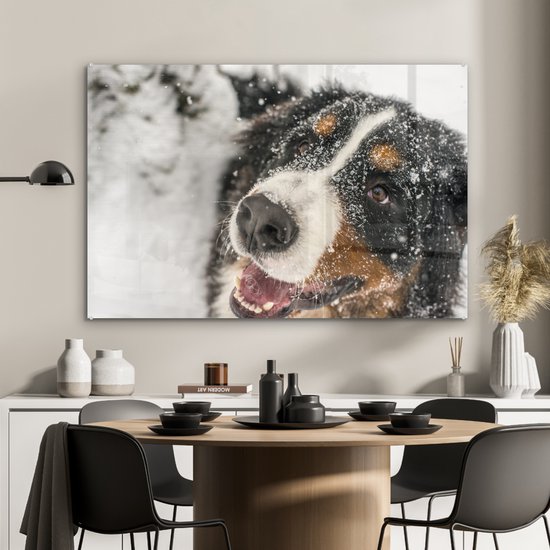 Un Berner sous la neige Plexiglas 120x80 cm - Tirage photo sur Glas (décoration murale plexiglas)