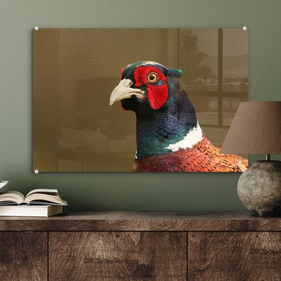 Un gros plan d'un faisan coloré en plexiglas 60x40 cm - Tirage photo sur Glas (décoration murale en plexiglas)