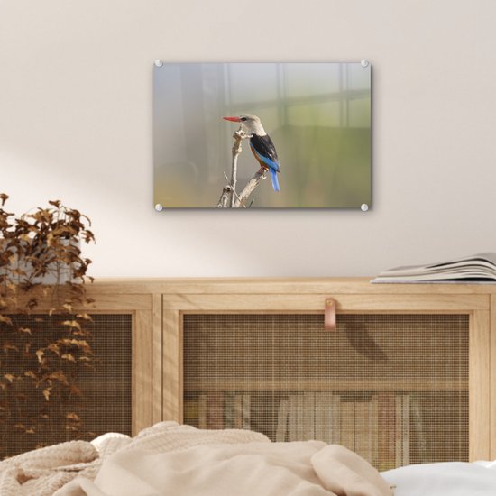 ® Glasschilderij 30x20 cm - Schilderij acrylglas - Grijskopijsvogel klimt naar de top van een tak - Foto op glas - Muurdecoratie woonkamer - Wanddecoratie slaapkamer - Schilderijen