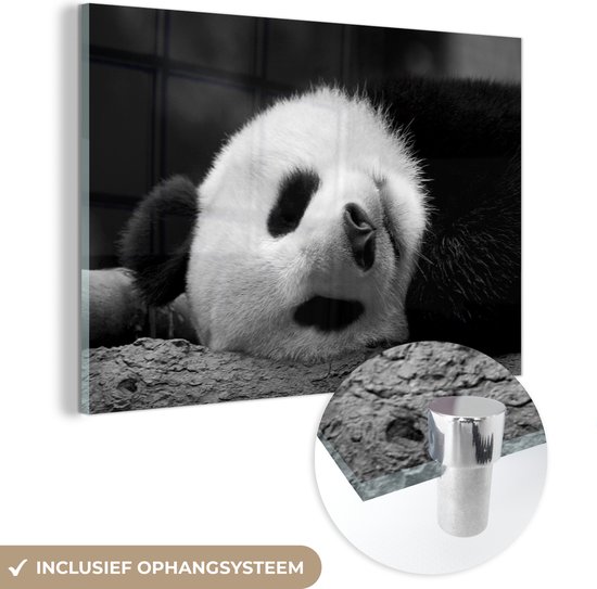 MuchoWow® Glasschilderij 60x40 cm - Schilderij acrylglas - Slapende panda - zwart wit - Foto op glas - Schilderijen