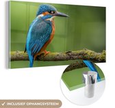 Glasschilderij - IJsvogel - Tak - Mos - Vogel - Acrylglas - Foto op glas - 40x20 cm - Glasschilderij natuur - Glasschilderij vogels - Muurdecoratie - Kamerdecoratie - Schilderij woonkamer