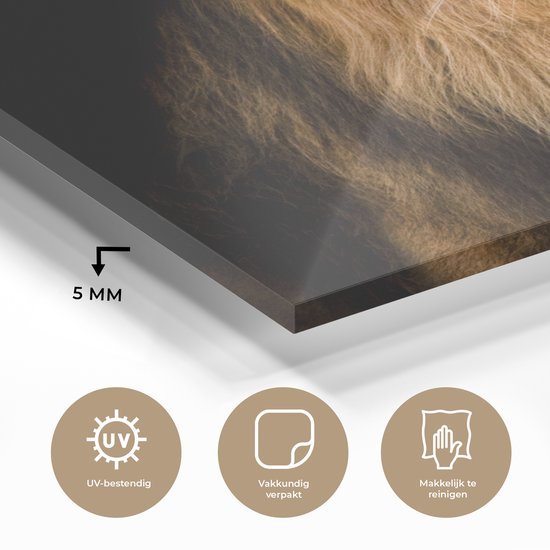 MuchoWow® Peinture sur verre - Lion - Lumière - Zwart - Portrait - 80x60 cm - Peintures sur verre acrylique - Photo sur Glas