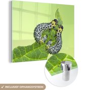 MuchoWow® Glasschilderij - Twee rupsen op een blad - 120x90 cm - Acrylglas Schilderijen - Foto op Glas