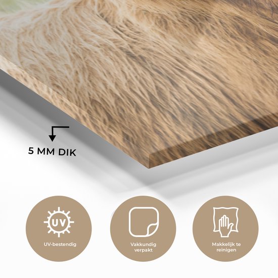 MuchoWow® Glasschilderij 180x120 cm - Schilderij acrylglas - Schotse hooglander - Hoorn - Gras - Foto op glas - Schilderijen