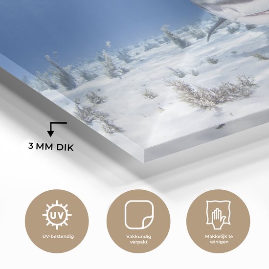 MuchoWow® Peinture sur Verre - Requin Nageur - 40x20 cm - Peintures sur Verre Acrylique - Photo sur Glas