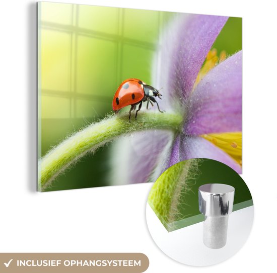 Glasschilderij - Lieveheersbeestje op een bloem - Plexiglas Schilderijen