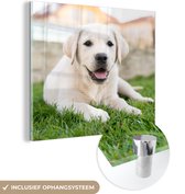 MuchoWow® Glasschilderij 90x90 cm - Schilderij acrylglas - Witte Labrador Retriever die in het gras ligt - Foto op glas - Schilderijen