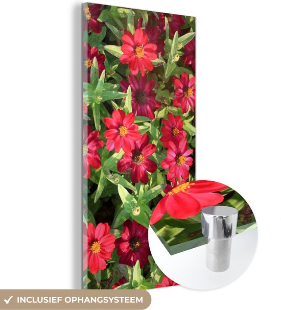 MuchoWow® Glasschilderij 20x40 cm - Schilderij acrylglas - Rode zinnia bloemen tijdens een zonnige dag - Foto op glas - Schilderijen