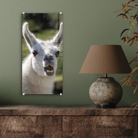 MuchoWow® Peinture sur verre 20x40 cm - Peinture sur verre acrylique - Lama - Drôle - Enfants - Garçons - Filles - Kids - Photo sur verre - Peintures
