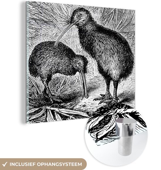 Glasschilderij - Zwart-wit tekening van twee kiwi vogels - Acrylglas Schilderijen - Foto op Glas
