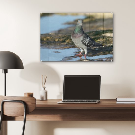 Pigeon rocheux dans l'eau Plexiglas 60x40 cm - Tirage photo sur Glas (décoration murale en plexiglas)