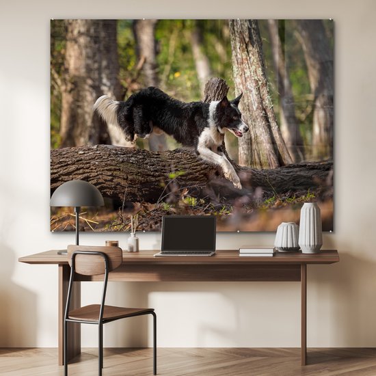 Un Border Collie noir et blanc sautant par-dessus une malle Plexiglas 160x120 cm - Tirage photo sur Glas (décoration murale plexiglas) XXL / Groot format!