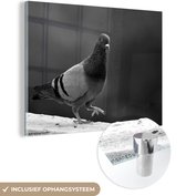 MuchoWow® Glasschilderij 120x90 cm - Schilderij acrylglas - Lopende duif tijdens een zonnige middag - zwart wit - Foto op glas - Schilderijen