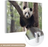 MuchoWow® Glasschilderij 90x60 cm - Schilderij acrylglas - Panda - Boom - Bos - Foto op glas - Schilderijen