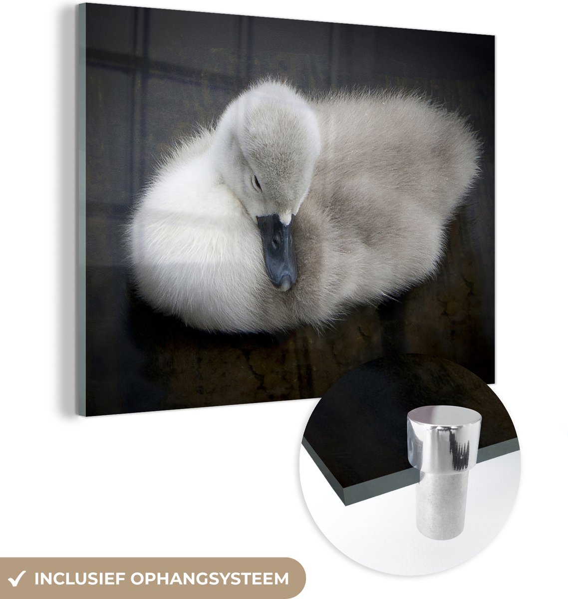 ® Glasschilderij 80x60 cm - Schilderij acrylglas - Baby - Zwaan - Grijs - Foto op glas - Muurdecoratie woonkamer - Wanddecoratie slaapkamer - Schilderijen