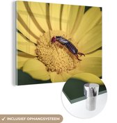 MuchoWow® Glasschilderij 40x30 cm - Schilderij acrylglas - Oorworm op bloem - Foto op glas - Schilderijen