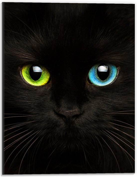Dibond - Zwartkleurige Kat met Groen en Blauw Oog - 30x40 cm Foto op Aluminium (Met Ophangsysteem)