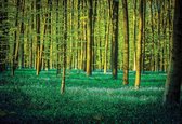 Fotobehang Forest Woods | XXL - 312cm x 219cm | 130g/m2 Vlies