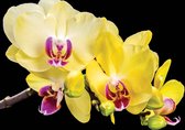 Fleurs d'orchidées | XL - 208 cm x 146 cm | Polaire 130g / m2