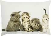 Mars & More - Sierkussen - Canvas - 4 Britse Kortharige Kittens - 35x50cm