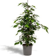 Ficus benjamina Danielle - Potmaat 21cm - Hoogte 95cm