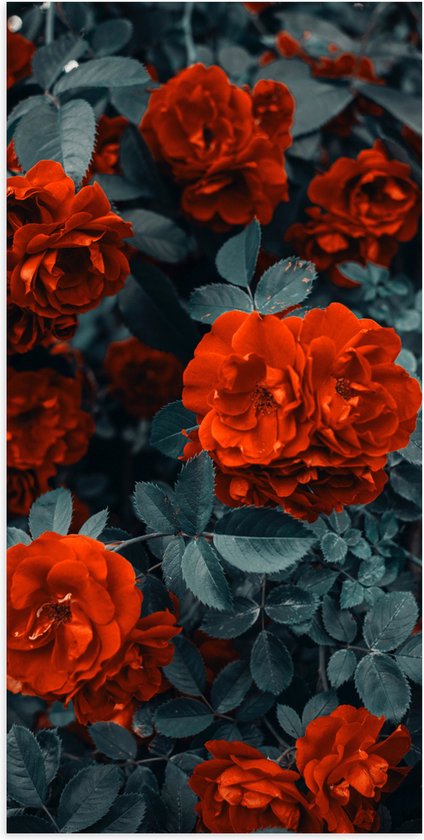 WallClassics - Poster (Mat) - Rode Volle Bloemen in Donkergroene Struik - 50x100 cm Foto op Posterpapier met een Matte look