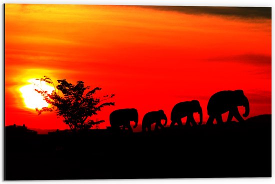 Dibond - Silhouet van Familie Olifanten Lopend over Afrikaans Landschap - 60x40 cm Foto op Aluminium (Met Ophangsysteem)