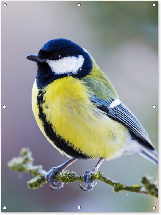 Affiche jardin - Toile jardin - Posters de jardin extérieur - Mésange charbonnière - Vogel - Branche - 90x120 cm - Jardin