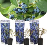 Plant in a Box - Vaccinium corymbosum blauwe bes 'Sunshine Blue' - Set van 3 - Winterharde bessenplanten - Pot 9cm - Hoogte 25-40cm