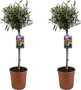 Plant in a Box - Olea Europaea - Set van 2 - Winterharde olijfboom op stam - Pot 19cm - Hoogte 80-90cm