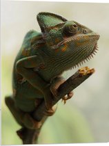 Acrylglas - Opzijkijkende Kameleon Gekruld om Houten Tak - 60x80 cm Foto op Acrylglas (Met Ophangsysteem)