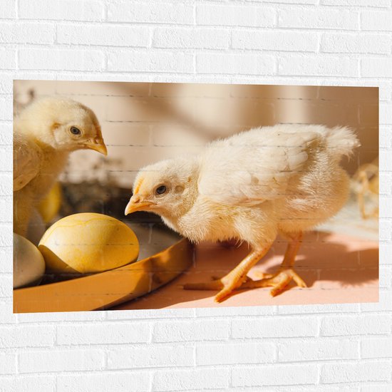 Muursticker - Kuikens bij Eieren met Schaduwen - 105x70 cm Foto op Muursticker