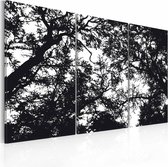 Schilderij - Dichte bossen, zwart wit , boom , 3 luik