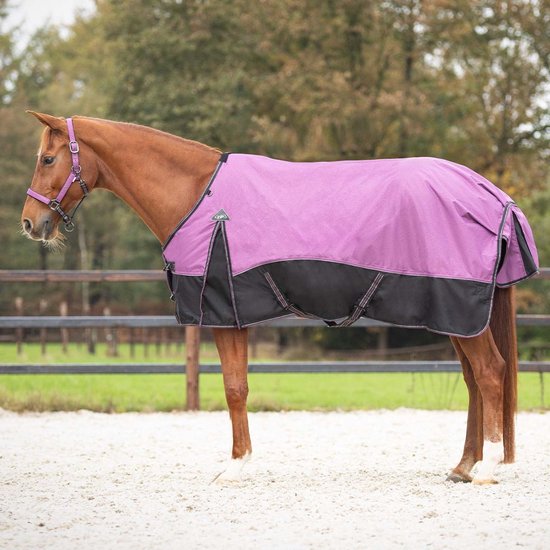 Bruin paard met paarse en zwarte deken.