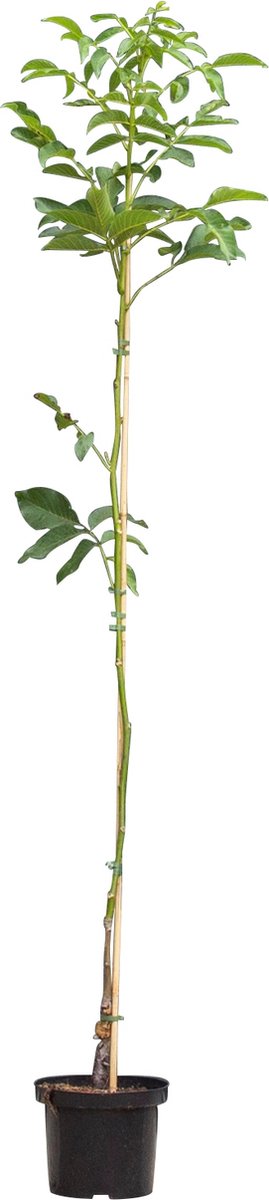 Bomenbezorgd.nl Walnotenboom Buccaneer' Juglans regia Buccaneer 200 250 cm totaalhoogte (2 4 cm stamomtrek)