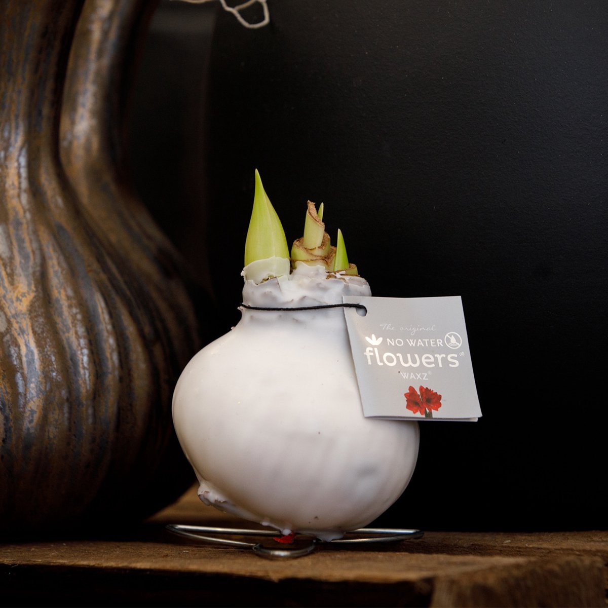 WLplants - Amaryllis - In Een Stijlvolle Groene Jasje Van Wax Bloembol No Water Flowers Groen Wax Rode Amaryllis Bloem