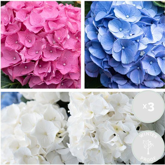 Bloomique - Mélange de 3 - Hydrangea Macrophylla – Rose, Bleu, Blanc – Hortensia – Hortensia commun – Plantes de jardin – Rustique – 20-30 cm de haut – Pot 10,5 cm
