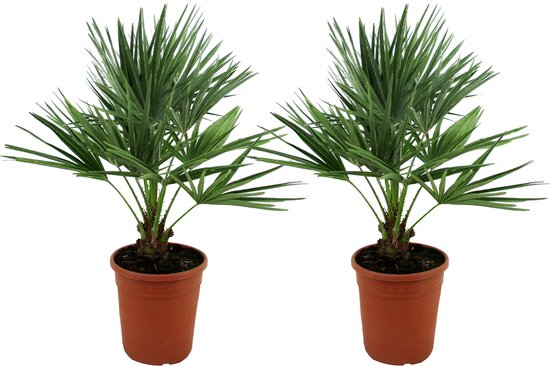 Chamaerops