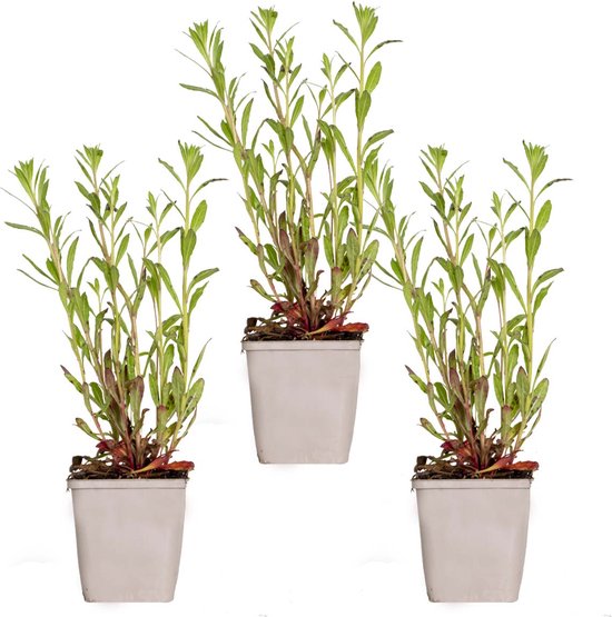Drie jonge planten in vierkante potten, elk met groene bladeren en rode stelen, op een witte achtergrond.