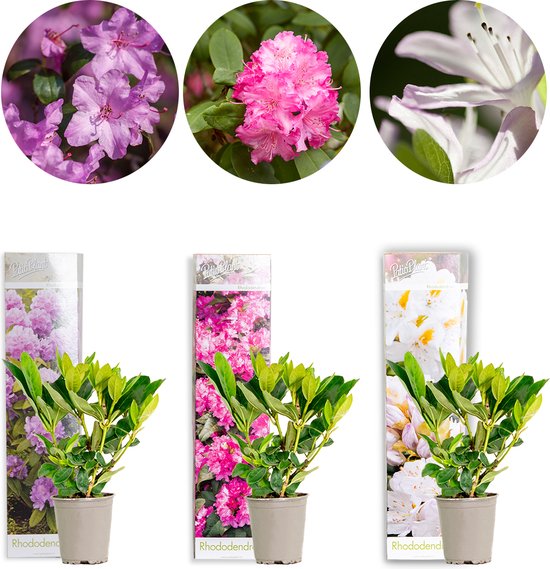 Bloomique - Set van 3 - Rhododendron - Paars, Roze, Wit - Groenblijvend - Winterhard -...