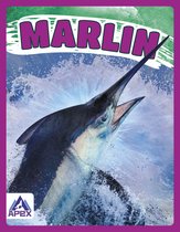Giants of the Sea- Marlin