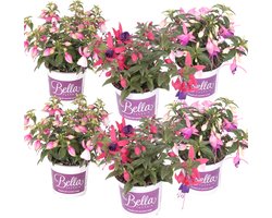 Bloomique - Mix van 6 - Staande Fuchsia Mix - Bellenplant - Kleurenmix - Perkplanten - Tuinplanten - Hoogte 15-20 cm - Pot 10,5 cm