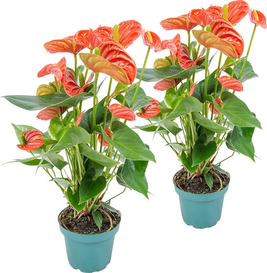 Bloomique - Set van 2 - Flamingoplant - Oranje - Kamerplanten - Luchtzuiverend - Hoogte 30-40 cm - Pot 12 cm