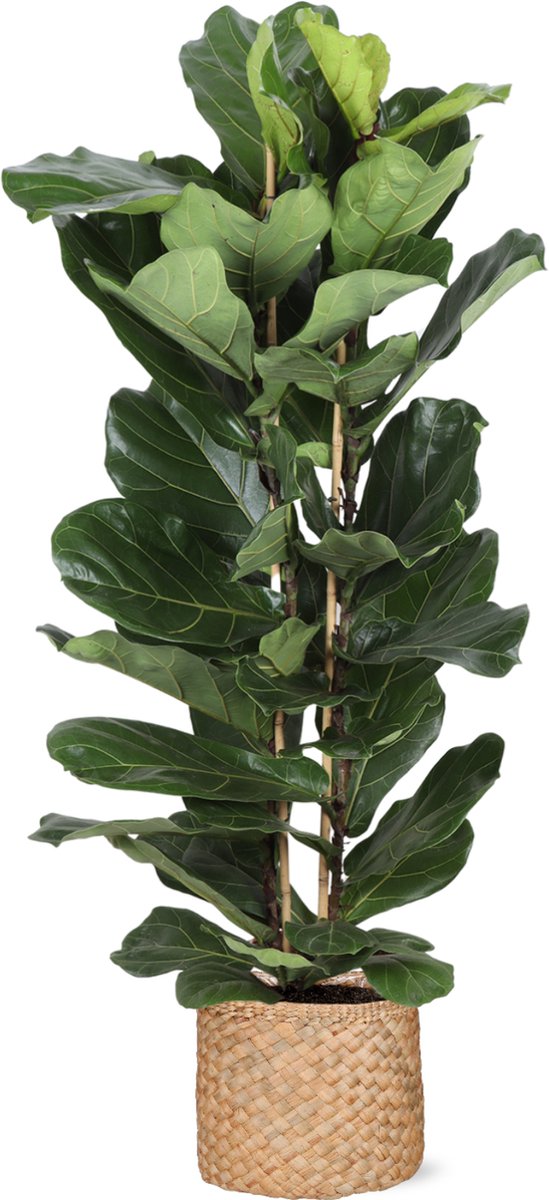 Green Harmony | Ficus Lyrata Ø27cm 140cm in Albury NATURAL mand