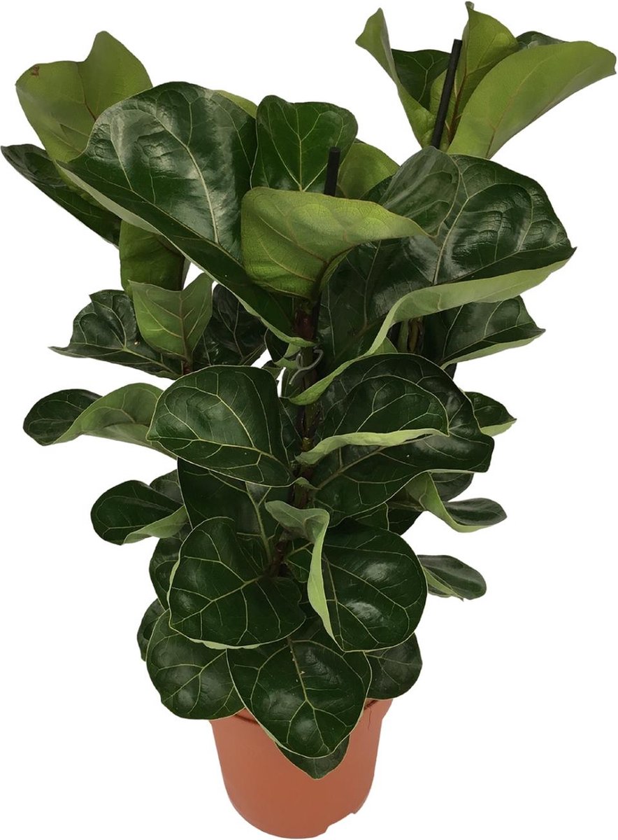 Green Harmony | Ficus Lyrata - Ø12cm - 30cm
