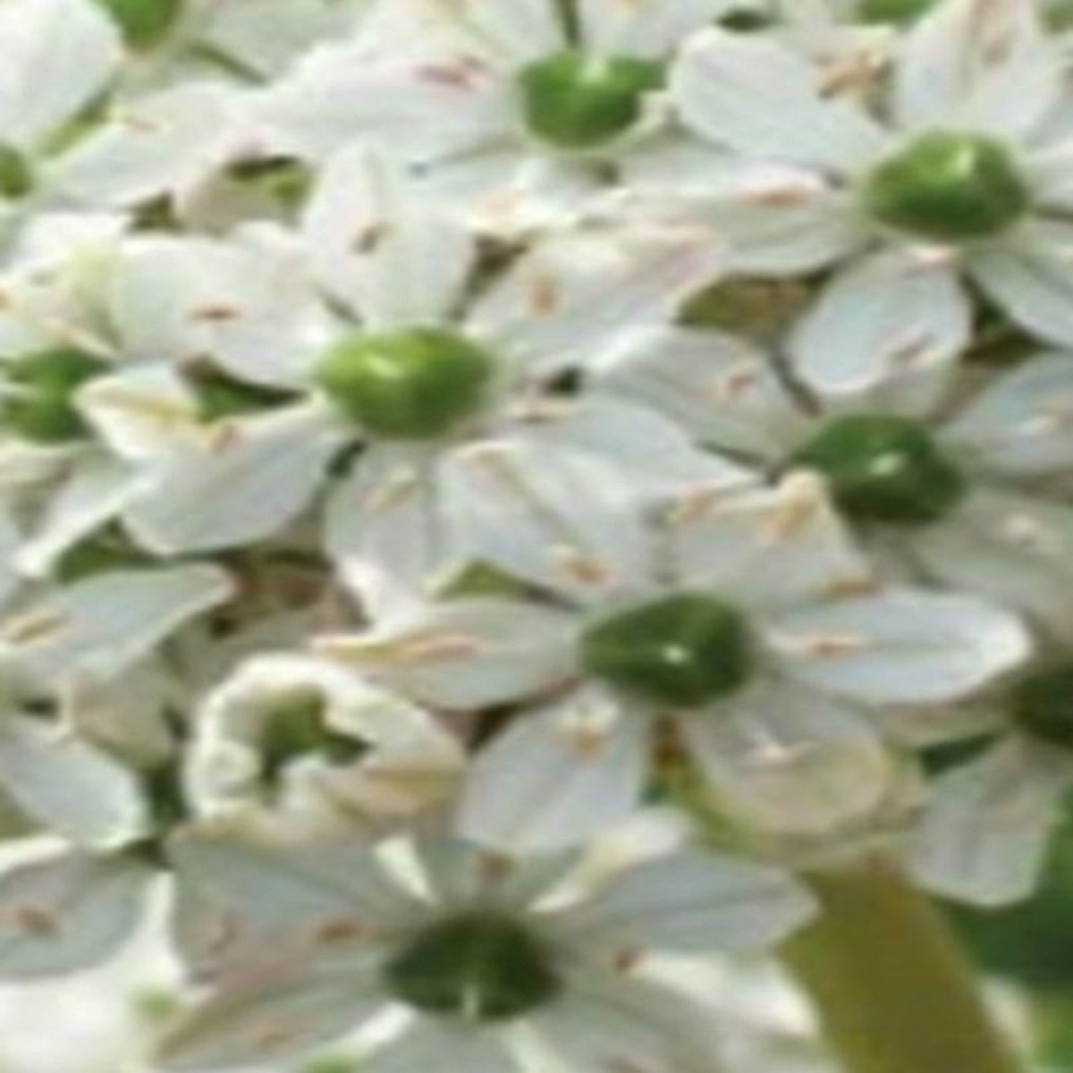 JUB - Allium nigrum