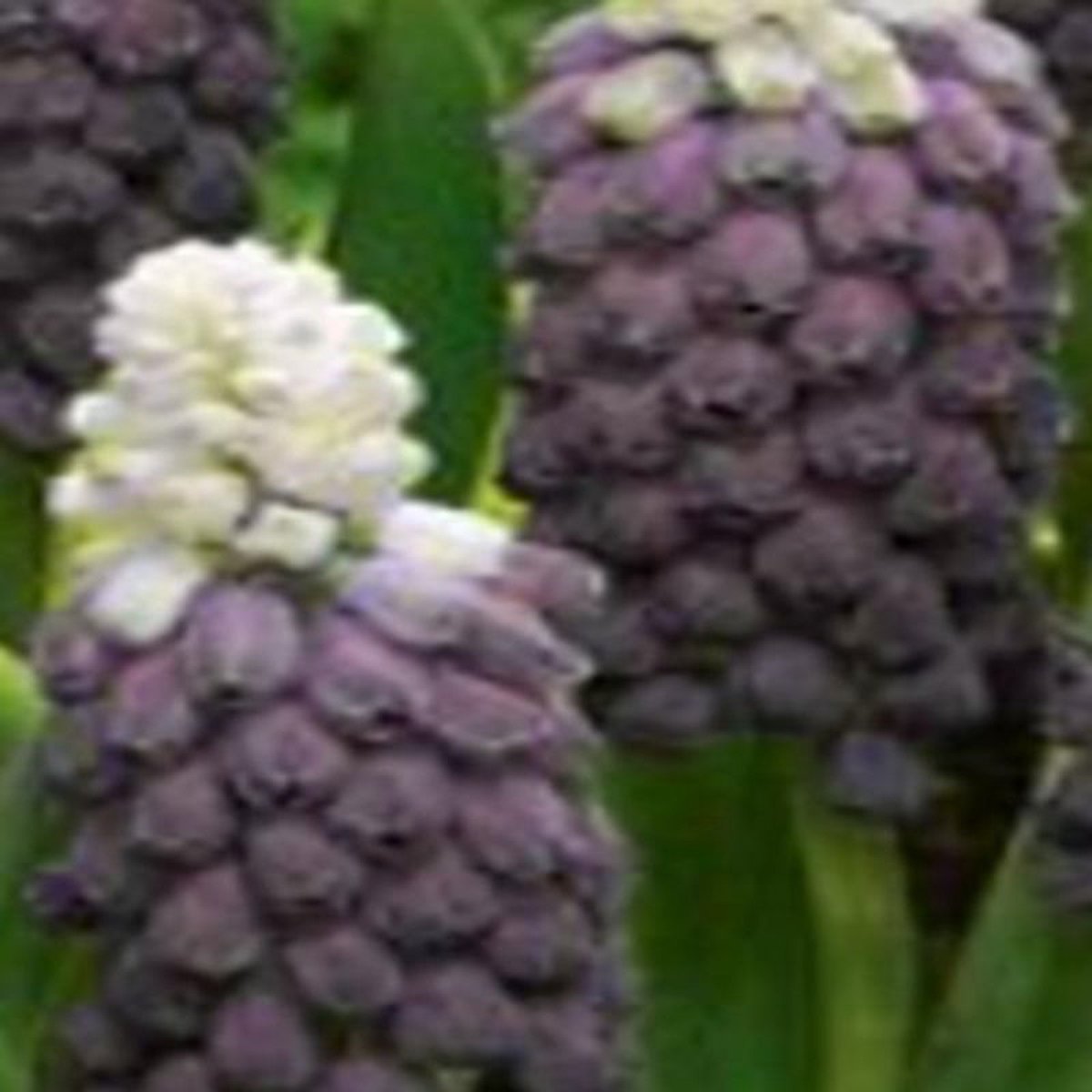 JUB - Muscari Grape Ice